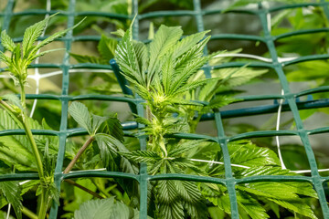 SoG Sea of Green net hemp cultivation technique Growing pot in growtent indoor Vegetative stage...