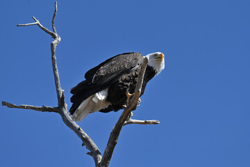 American bald eagle perched in a tree