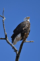 American bald eagle perched in a tree