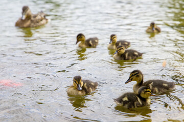 Little ducklings swim in the pond. Selective focus.
