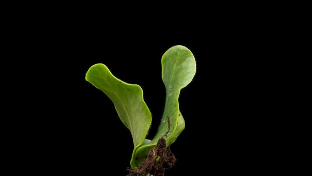 Agriculture plant seeding growing, timelapse. Sprouts germination, Green seedling