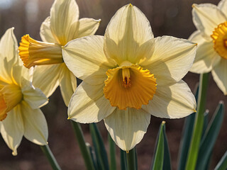 Obraz premium daffodil