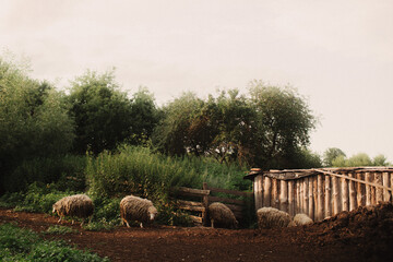 Domestic sheep stand near a wooden shelter. Sheep in a barn on an eco-farm located in the...