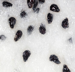 Seeds on dragon fruit pulp as background. Macro