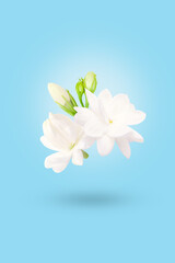 Flying group Jasmine flower Blooming isolated on blue background.