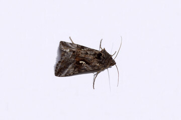 Naklejka premium Silver Y (Autographa gamma), a migratory moth of the family Noctuidae. Isolated on a white background. Spring, May, Netherlands