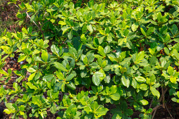 Green trees in a tropical park as a background