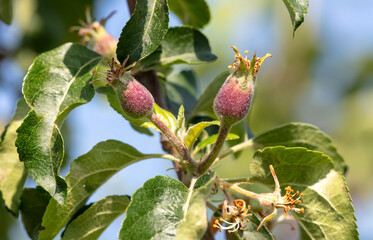 Small apple fruits on a tree in spring. Close-up