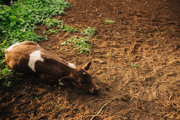 A domestic calf lies on the ground in a pasture. A cow on an eco-farm located in the countryside