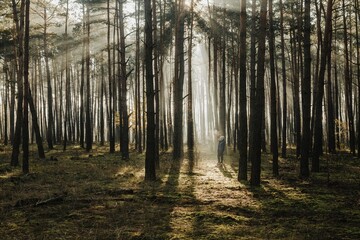 morning in the forest