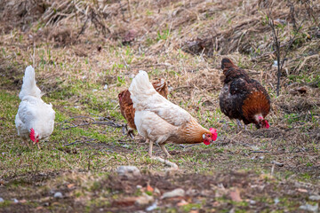 ...chicken on the organic farm