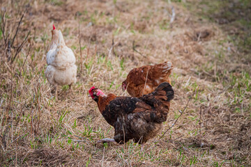 ...chicken on the organic farm