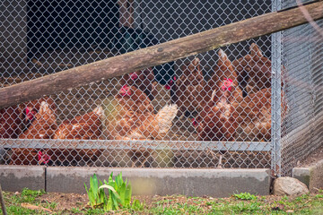 chickens in a cage on a farm © Maksim Shebeko