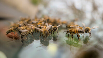Essaimage : abeilles sur le pare brise d"'une voiture