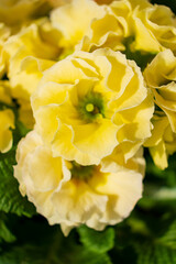 yellow primrose in the pot