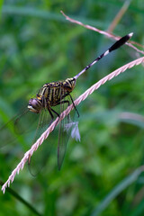 Photography of a dragonfly perched on a weed. Macro shot of a dragonfly in the wild. Graphic Resources. Animal Themes. Animal Closeup. Nature Photography Concept. Shot in macro lens