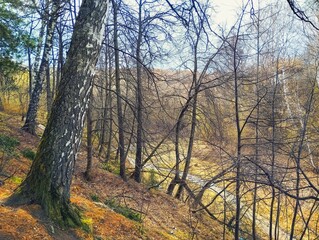 Obraz premium There is a forest growing on the slope. A birch tree on a rock. A natural landscape with a tree on the slope. Birch tree in the foreground