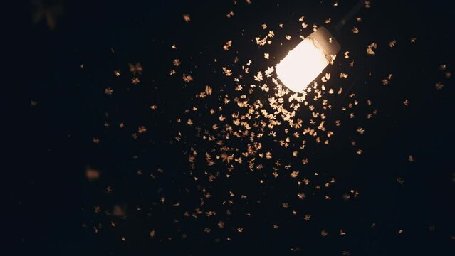 Moth flying towards the light
