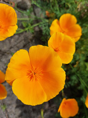 Fototapeta premium yellow petals of Eschscholzia flowers. California poppy in bloom in garden