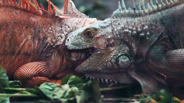 Close-up portrait of two fighting iguanas