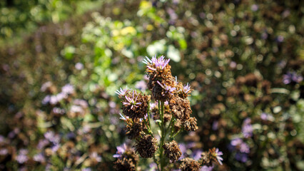 Aristeguietia vineyard. A pathway with embedded rectangular stepping stones leads the viewer’s eye through rows of grapevines, supported by wooden stakes. The vines are dense and green, indicating a h