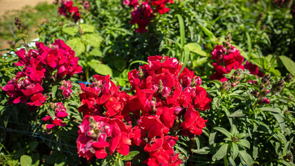 Poinsettia showcases a close-up view of bright yellow flowers, likely snapdragons, blooming amidst green foliage. The flowers are vibrant and appear healthy, with multiple buds and blossoms visible. T