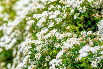 Spirea bushes bloom in the spring in May
