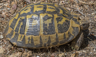 Tartaruga, Testuggine, Testudo hermanni hermanni