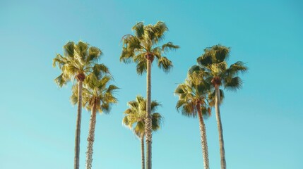 Fototapeta premium Tropical palm trees towering over, clear azure sky backdrop, minimalistic aesthetic, nature's tranquility