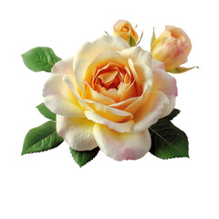 yellow rose isolated on white