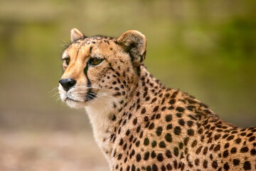 Portrait of a Cheetah