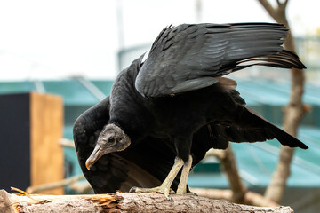 Portrait of a Vulture