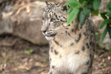 Snow Leopard Close up