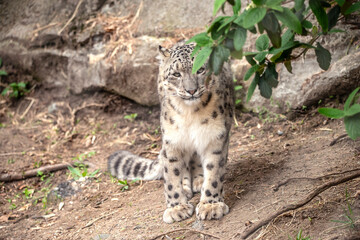 Snow Leopard Close up