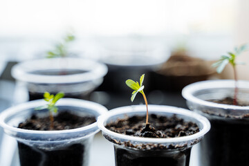 Various small flowering plants are thriving in plastic flowerpots. These houseplants are terrestrial plants that require rich soil and compost for growth. They may be annual plants or trees