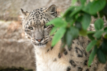 Snow Leopard Close up