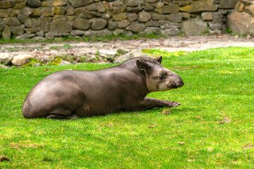 A tapir in the grass