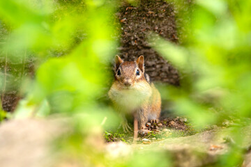 Chipmonk