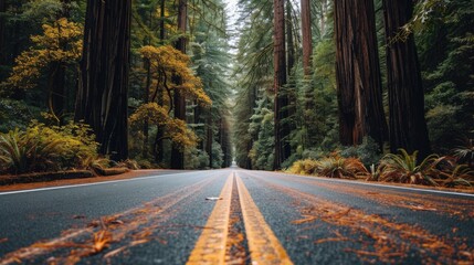 Obraz premium A road surrounded by redwood trees, Calm and serene beauty