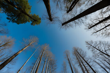 Fototapeta premium A bottom up view of sky amidst the trees