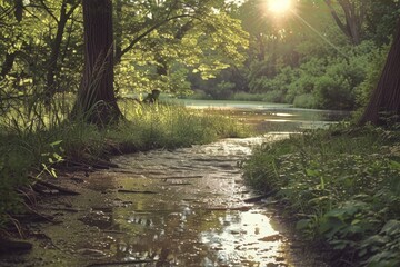 Sunlit Forest Stream with Lush Vegetation