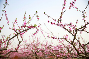 In full bloom in the peach blossom
