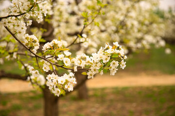 Blooming pear flower, very beautiful