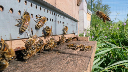 Abeilles butineuses pr&ecirc;tes &agrave; s'&eacute;lancer de la ruche