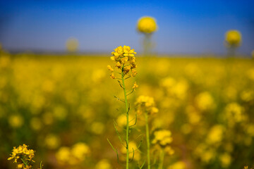 Obraz premium Yellow rape flower bloom in the farm