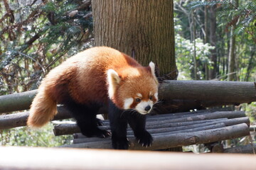 Fototapeta premium Red pandas in Dujiangyan Panda Valley, officially known as Chengdu Field Research Center for Giant Pandas, is a facility dedicated giant pandas and red pandas