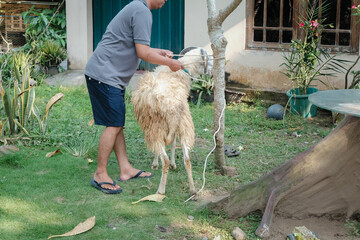 Naklejka premium goats prepared for slaughter on Eid al-Adha