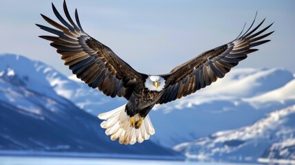 Naklejka premium A majestic eagle soaring high in the clear blue sky, with its wings fully spread and sharp eyes focused below