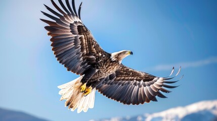 A majestic eagle soaring high in the clear blue sky, with its wings fully spread and sharp eyes focused below