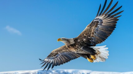 A majestic eagle soaring high in the clear blue sky, with its wings fully spread and sharp eyes focused below